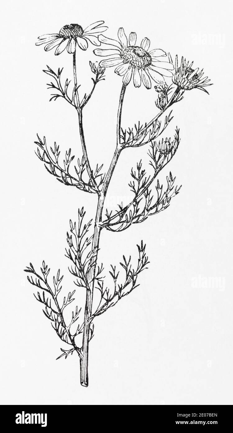 Old botanical illustration engraving of Scentless Mayweed / Tripleurospermum inodorum, Matricaria inodora. See Notes Stock Photo