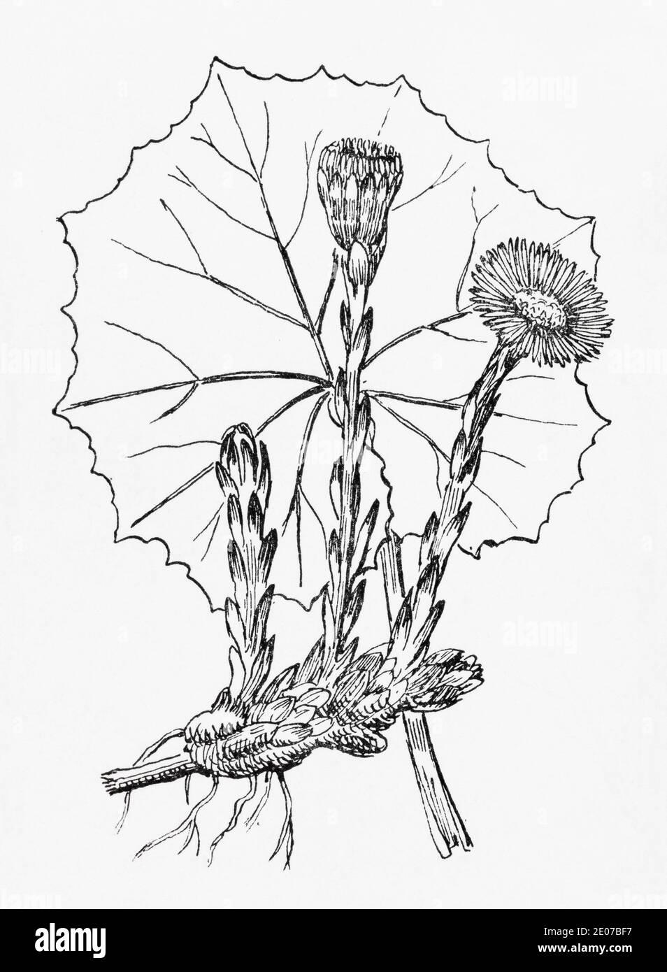Old botanical illustration engraving of Coltsfoot / Tussilago farfara. Traditional medicinal herbal plant. See Notes Stock Photo