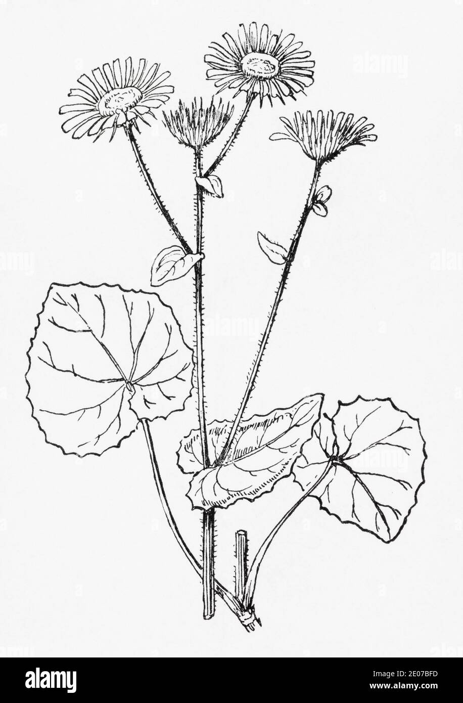 Old botanical illustration engraving of Leopard's Bane / Doronicum pardalianches, Doronicum cordatum. Traditional medicinal herbal plant. See Notes Stock Photo