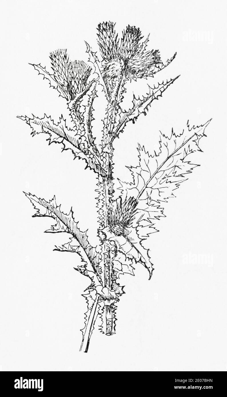 Old botanical illustration engraving of Slender-flowered Thistle, Slender Thistle / Carduus pycnocephalus. See Notes Stock Photo