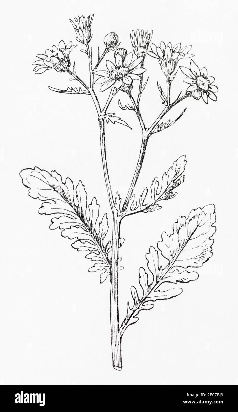 Old botanical illustration engraving of Marsh Ragwort, Jacobaea aquatica / Senecio aquaticus. See Notes Stock Photo