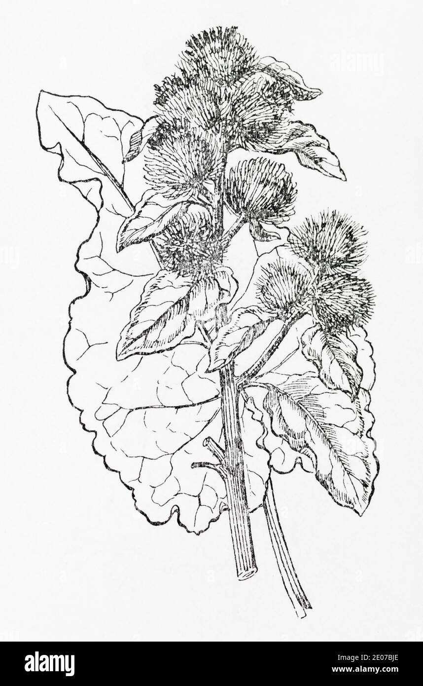 Old botanical illustration engraving of Lesser Burdock / Arctium minus. Traditional medicinal herbal plant. See Notes Stock Photo