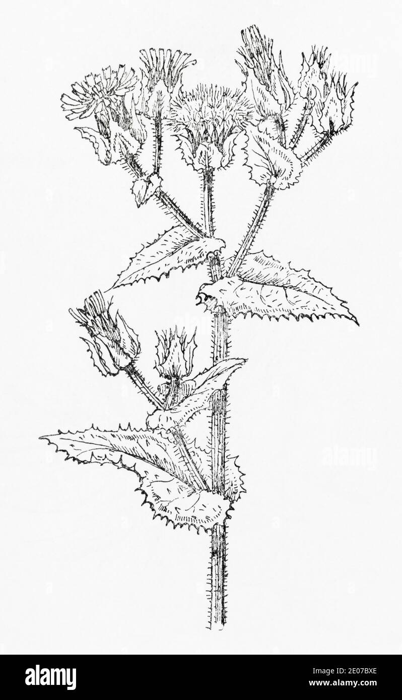 Old botanical illustration engraving of Bristly Ox-tongue / Helminthotheca echioides, Picris echioides. See Notes Stock Photo