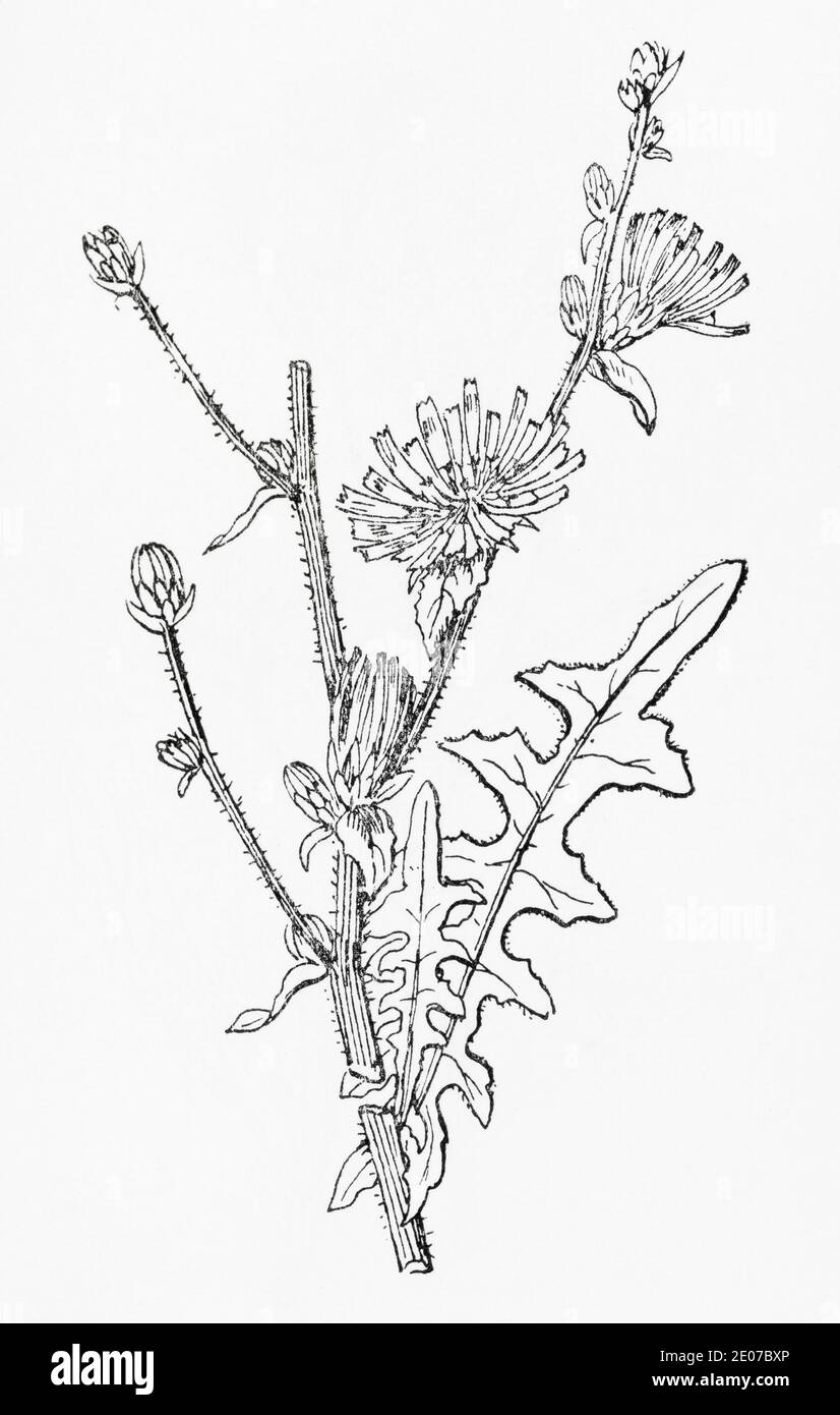 Old botanical illustration engraving of Chicory, Succory / Cichorium intybus. Traditional medicinal herbal plant. See Notes Stock Photo