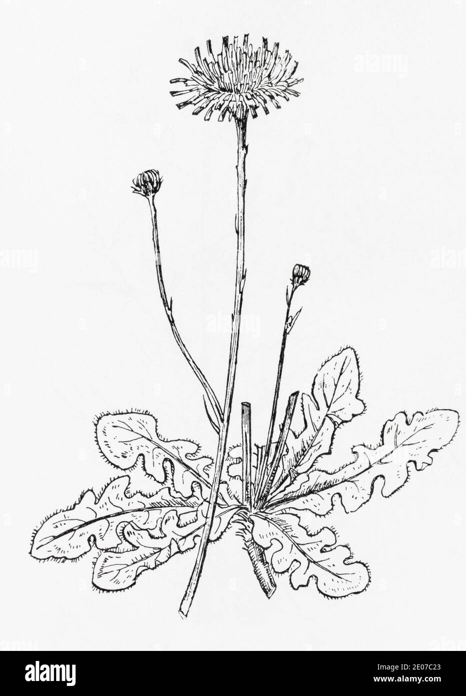 Old botanical illustration engraving of Hypochaeris radicata / Common Cats-ear. Traditional medicinal herbal plant. See Notes Stock Photo