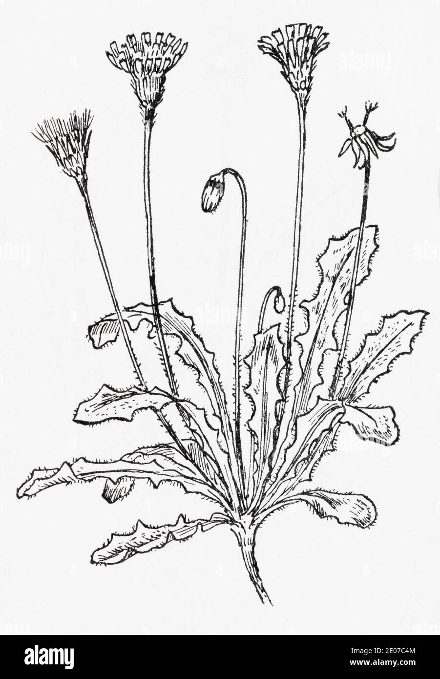 Old botanical illustration engraving of Hairy Hawkbit / Leontodon hirtus. See Notes Stock Photo