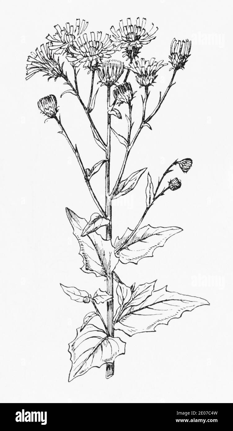 Old botanical illustration engraving of Broad-leaved Hawkweed / Hieracium sabaudum, Hieracium boreale. See Notes Stock Photo