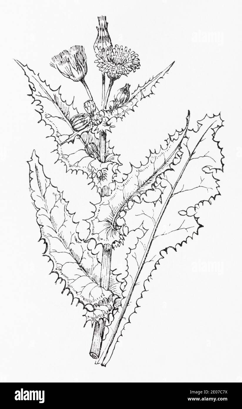 Old botanical illustration engraving of Rough Sowthistle / Sonchus asper. Traditional medicinal herbal plant. See Notes Stock Photo
