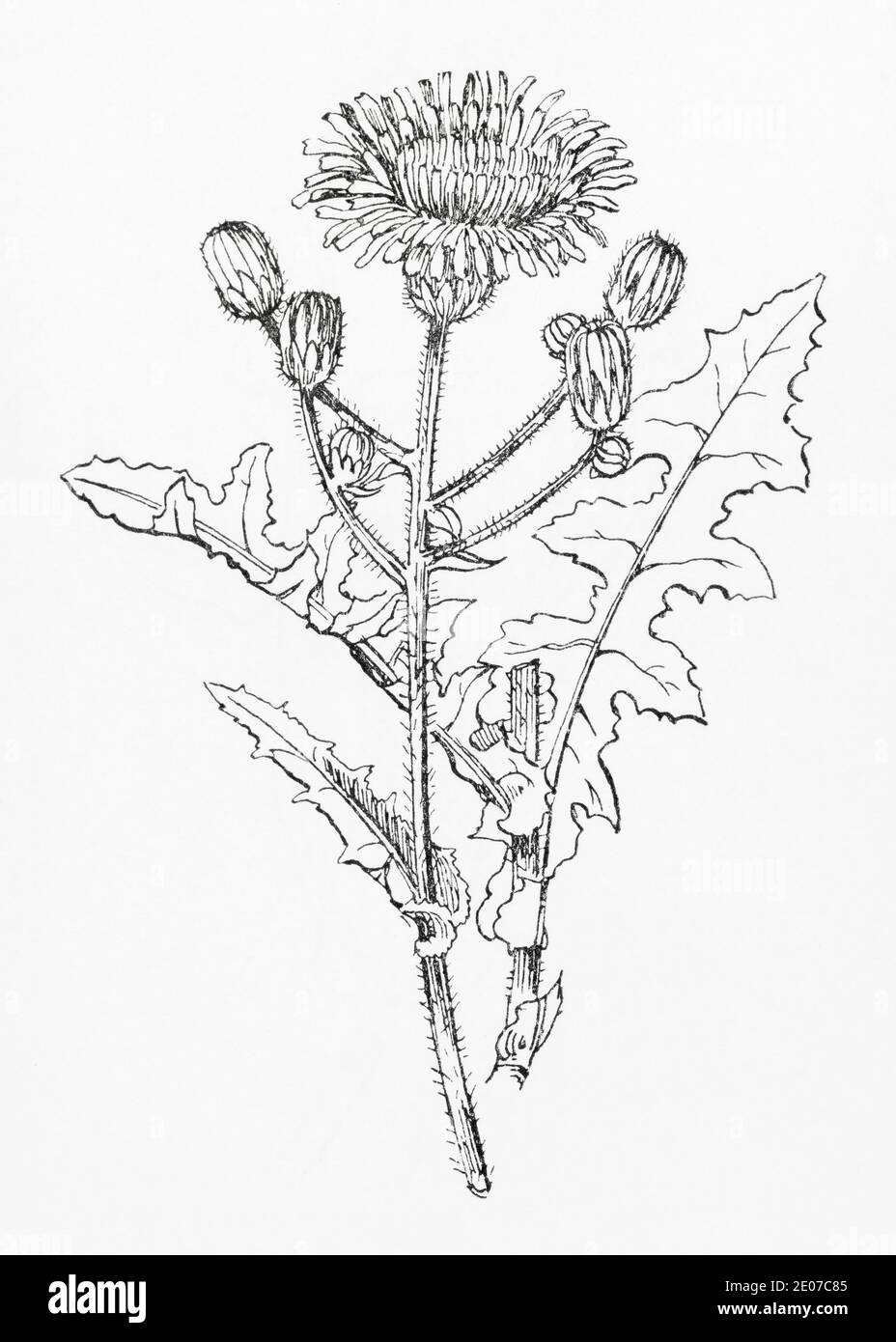 Sonchus arvensis drawing hi-res stock photography and images - Alamy