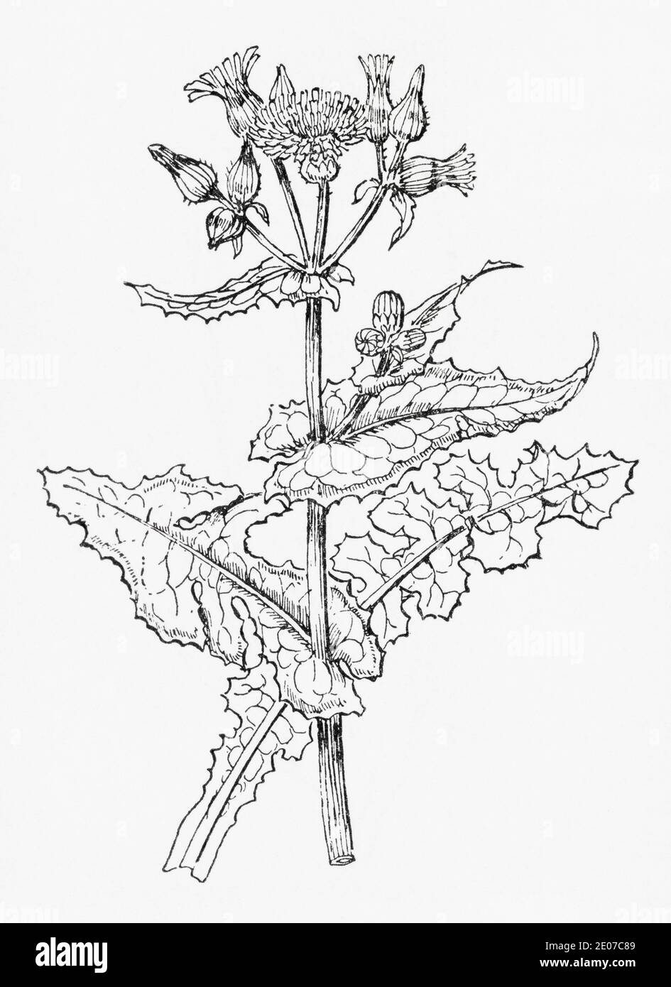 Old botanical illustration engraving of Smooth Sow-thistle / Sonchus oleraceus. Traditional medicinal herbal plant. See Notes Stock Photo