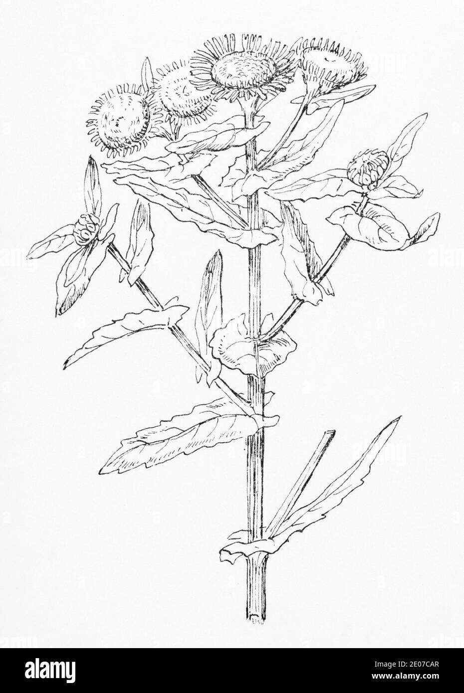 Old botanical illustration engraving of Fleabane / Pulicaria dysenterica, Inula dysenterica. Traditional medicinal herbal plant. See Notes Stock Photo