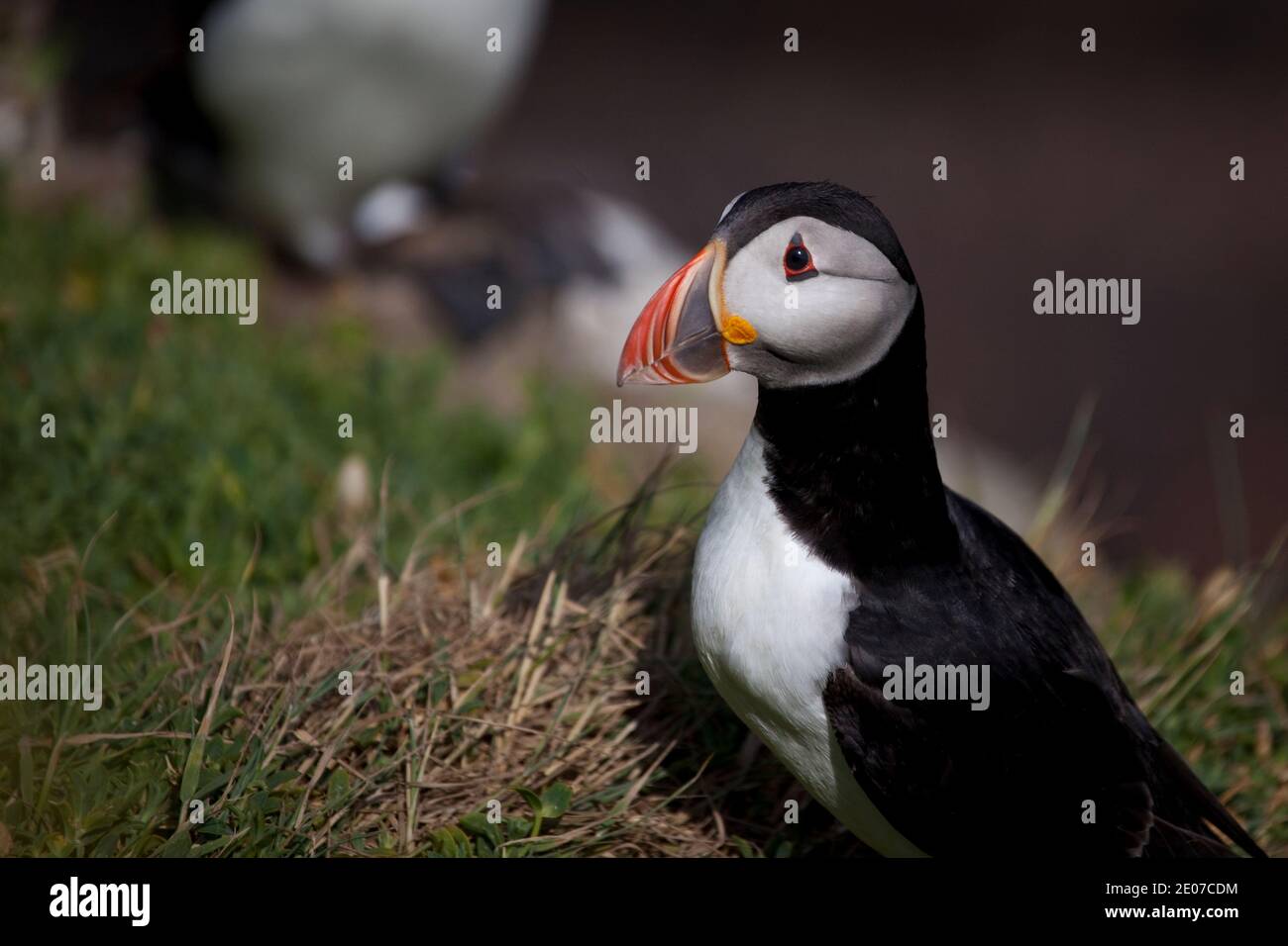 Atlantic Puffin, Fratercula arctica, on cliffs at the Saltee Islands, off the coast of Wexford, Ireland. Stock Photo