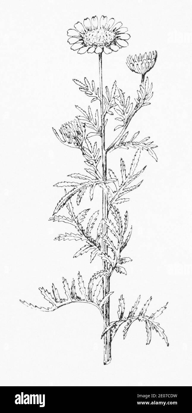 Old botanical illustration engraving of Yellow Camomile / Cota tinctoria, Anthemis tinctoria. Traditional medicinal herbal plant. See Notes Stock Photo