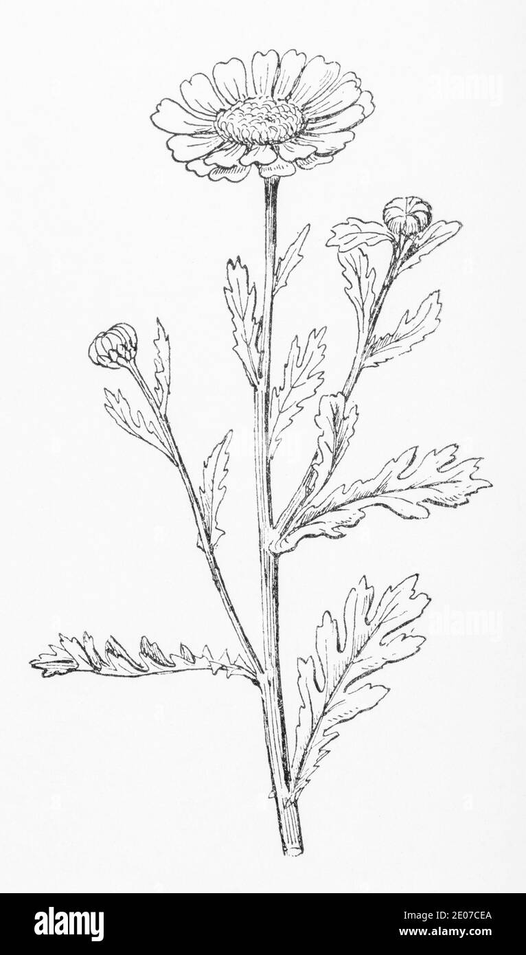 Old botanical illustration engraving of Corn Marigold / Glebionis segetum, Chrysanthemum segetum. See Notes Stock Photo