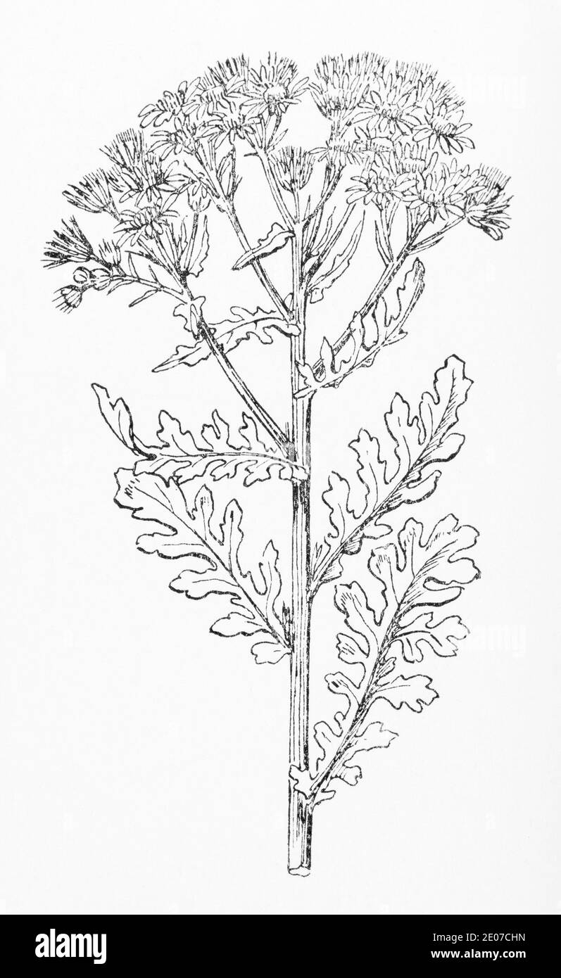 Old botanical illustration engraving of Common Ragwort / Jacobaea vulgaris, Senecio jacobaea. Traditional medicinal herbal plant. See Notes Stock Photo