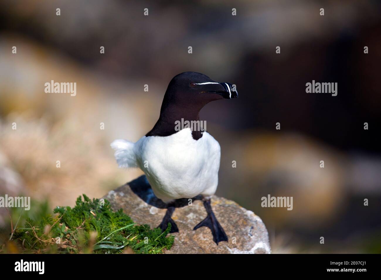 Razorbill on the Saltee Islands, off the coast of Co. Wexford, Ireland. A member of the Auk family, like Puffins, razorbills come to land in order to Stock Photo