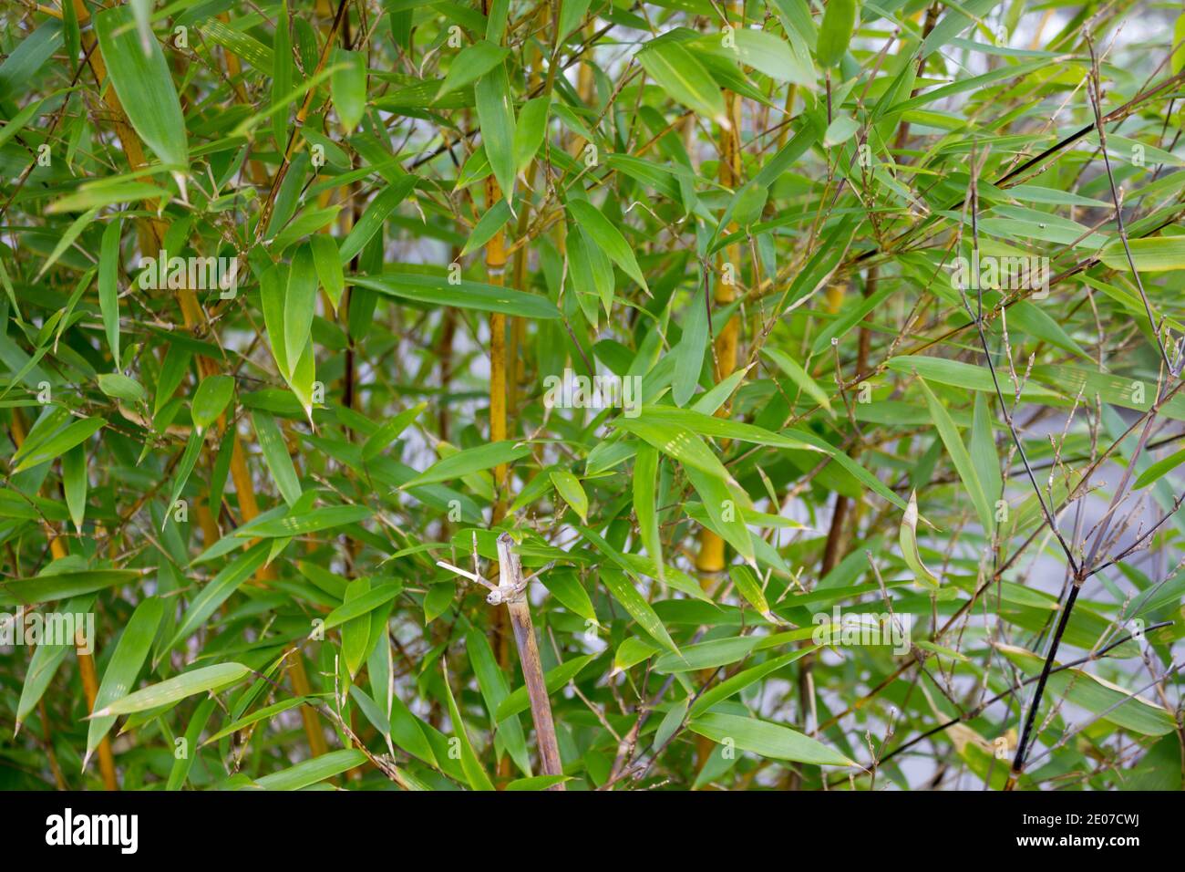 Green leaves and stems (culms) of Fargesia Bamboo vegetation Stock Photo