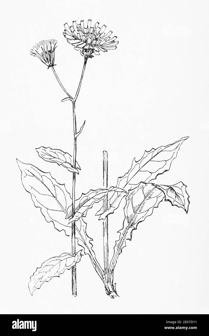 Old botanical illustration engraving of Marsh Hawksbeard / Crepis paludosa. See Notes Stock Photo