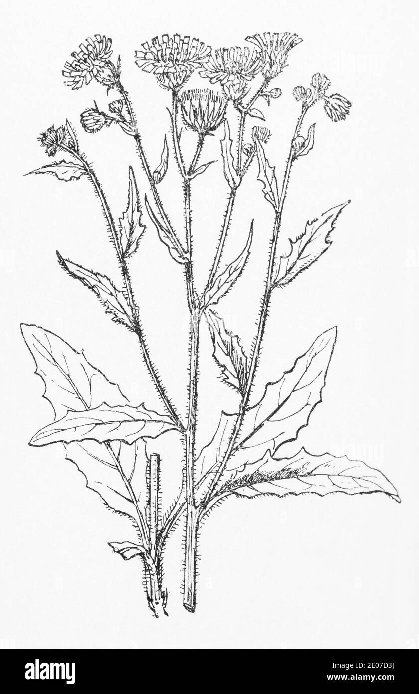 Old botanical illustration engraving of Wood Hawkweed / Hieracium lachenalii, Hieracium vulgatum. See Notes Stock Photo