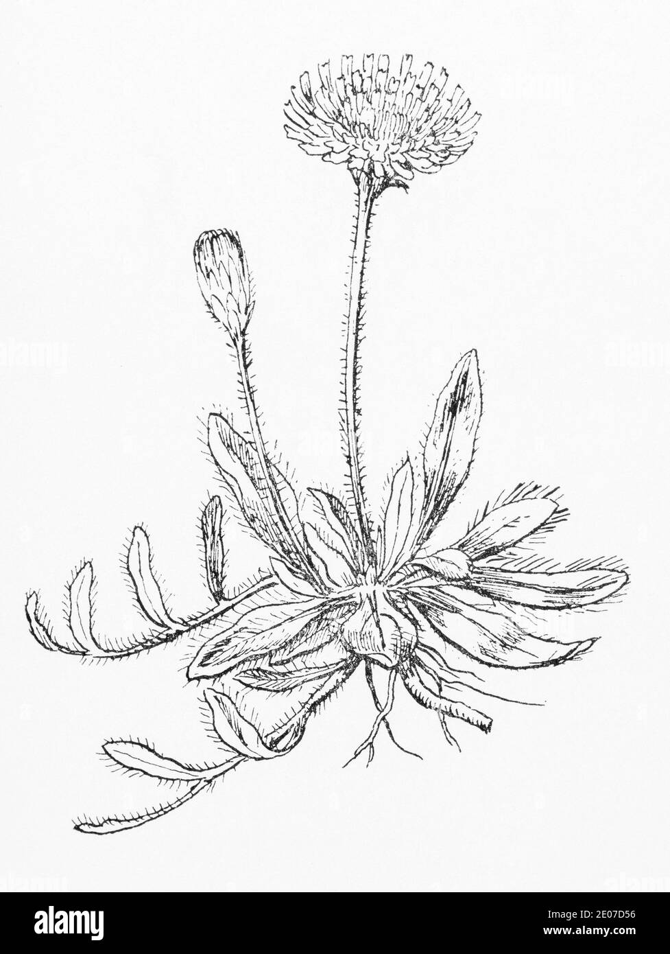 Old botanical illustration engraving of Mouse-Ear Hawkweed / Pilosella officinarum, Hieracium pilosella. Traditional medicinal herbal plant. See Notes Stock Photo