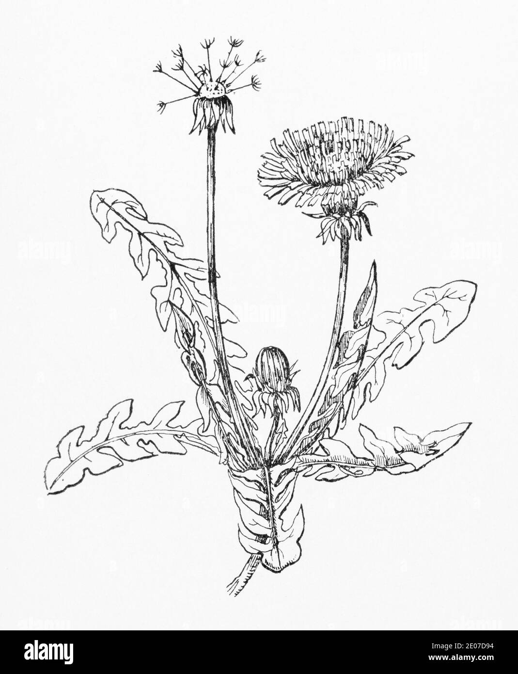 Old botanical illustration engraving of Dandelion / Taraxacum officinale. Traditional medicinal herbal plant. See Notes Stock Photo