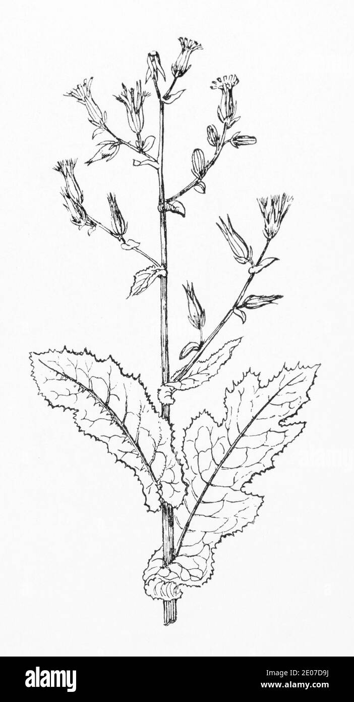 Old botanical illustration engraving of Great Lettuce / Lactuca virosa. Traditional medicinal herbal plant. See Notes Stock Photo