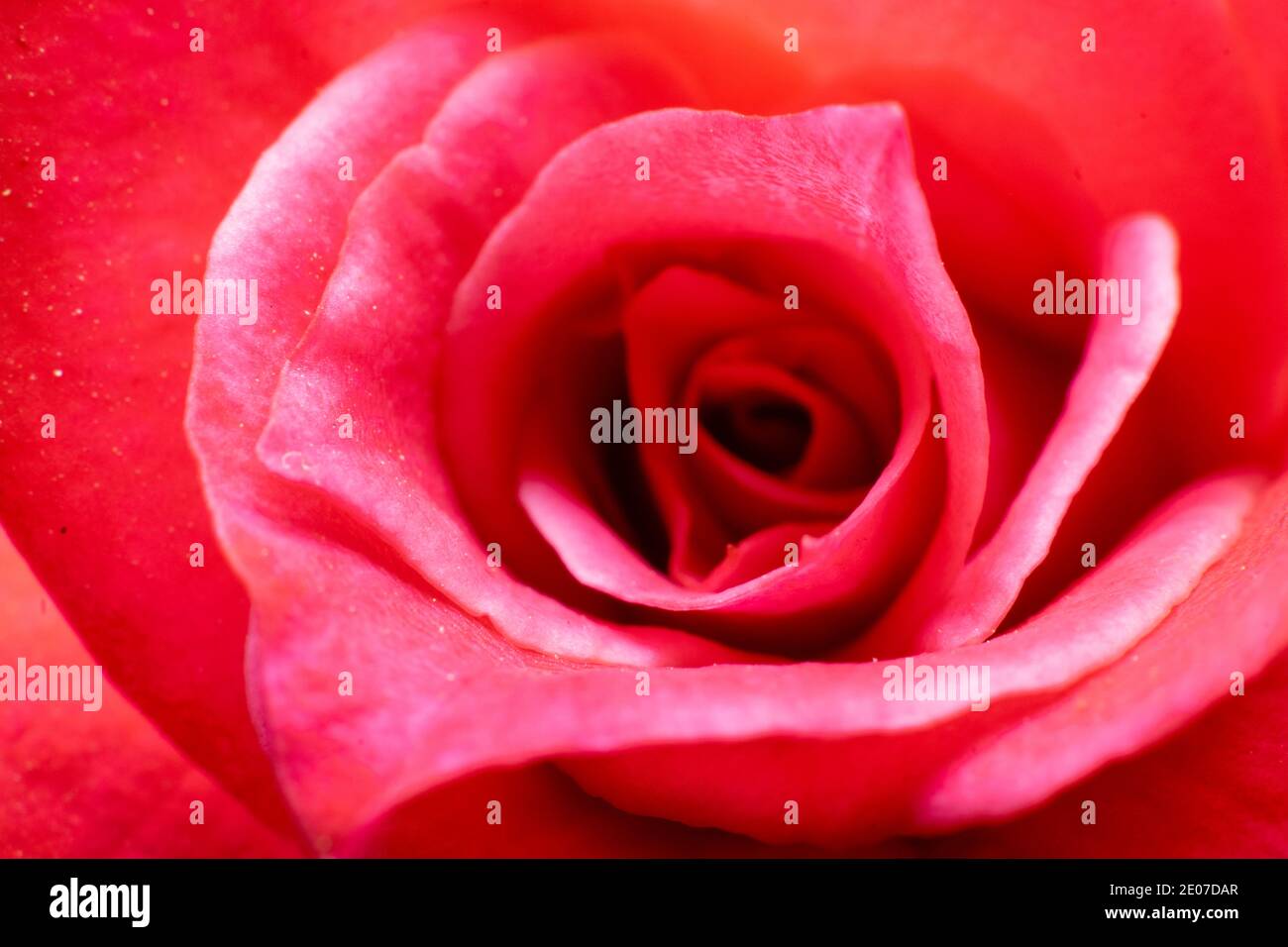 Abstract natural rose petals hi-res stock photography and images - Alamy