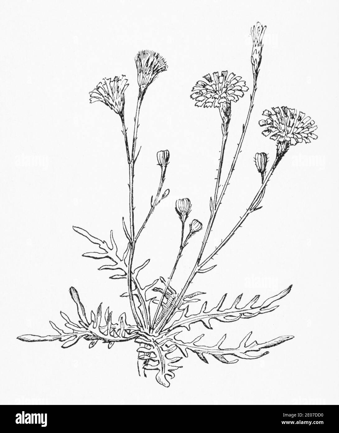 Old botanical illustration engraving of Autumn Hawkbit / Scorzoneroides autumnalis, Leontodon autumnalis. Traditional herbal plant. See Notes Stock Photo