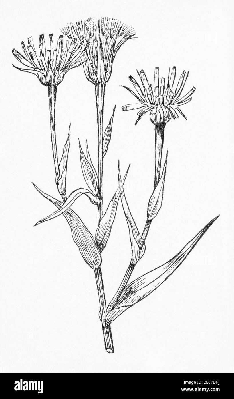 Old botanical illustration engraving of Purple Goatsbeard / Tragopogon porrifolius. Traditional medicinal herbal plant, also root is a food. See Notes Stock Photo