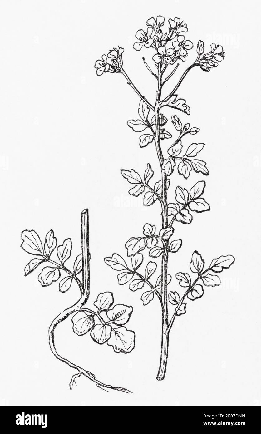 Old botanical illustration engraving of Bitter Cress, Common Bittercress / Cardamine amara. Traditional medicinal herbal plant. See Notes Stock Photo