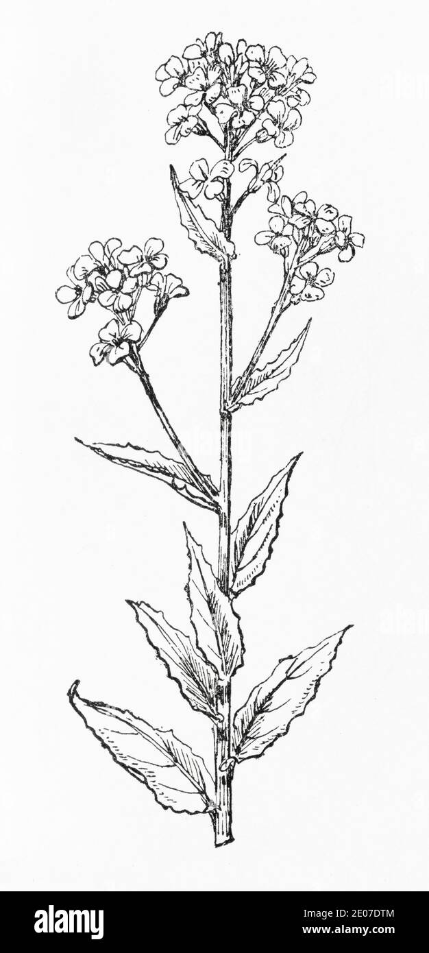 Old botanical illustration engraving of Hedge Mustard / Sisymbrium officinale. Traditional medicinal herbal plant. See Notes Stock Photo