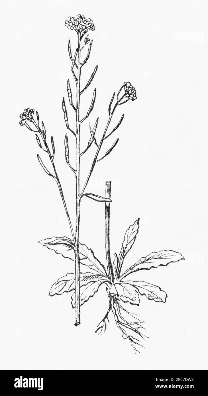 Old botanical illustration engraving of Thale Cress / Arabidopsis thaliana, Arabis thaliana. Traditional medicinal herbal plant. See Notes Stock Photo