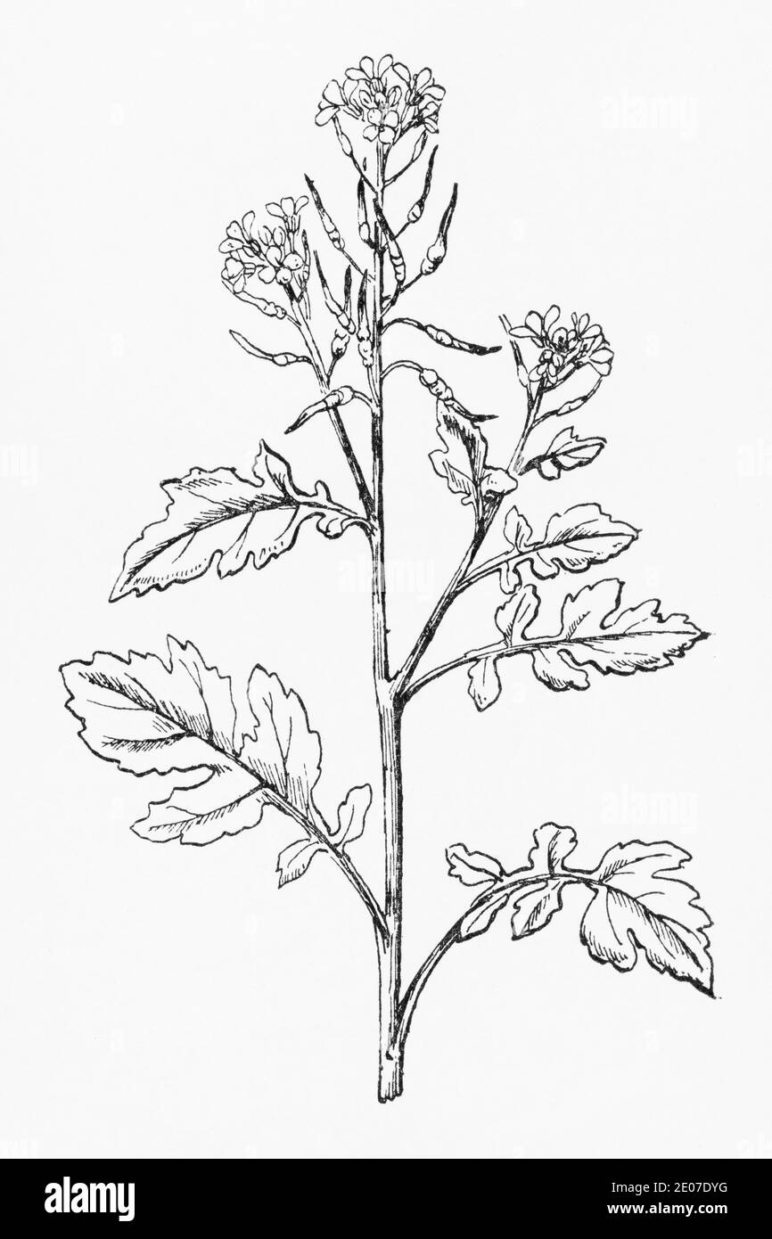 Old botanical illustration engraving of White Mustard / Sinapis alba, Brassica alba. Traditional medicinal herbal plant. See Notes Stock Photo
