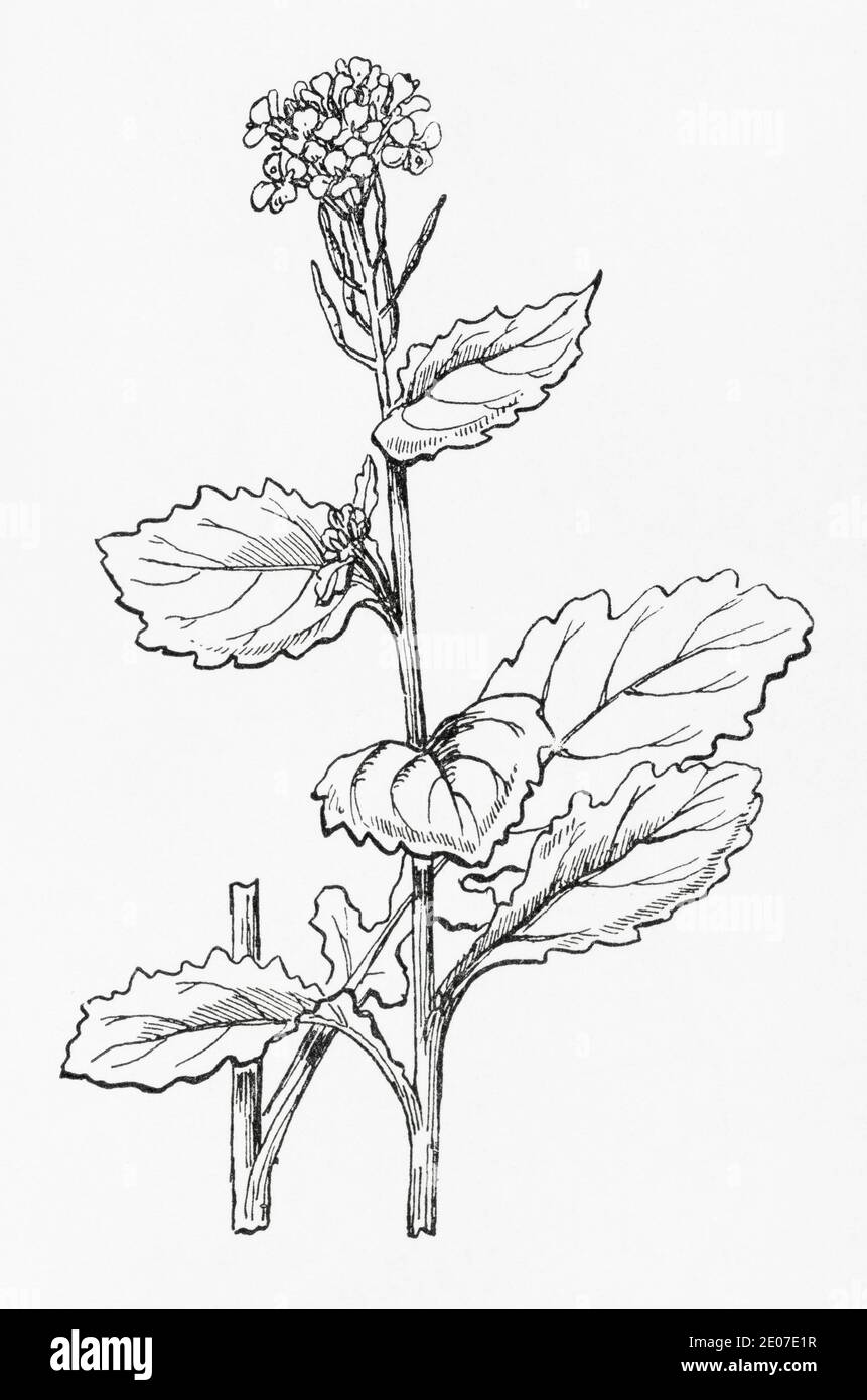 Old botanical illustration engraving of Charlock / Sinapis arvensis, Brassica sinapsis. Traditional medicinal herbal plant. See Notes Stock Photo