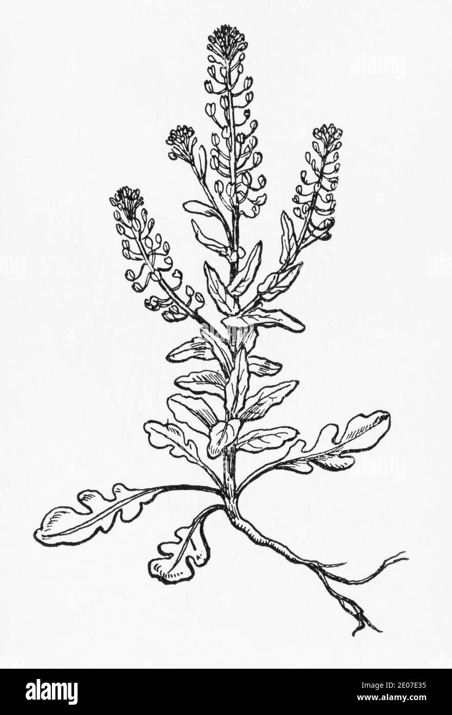 Old botanical illustration engraving of Narrow-leaved Pepperwort / Lepidium ruderale. Traditional medicinal herbal plant. See Notes Stock Photo