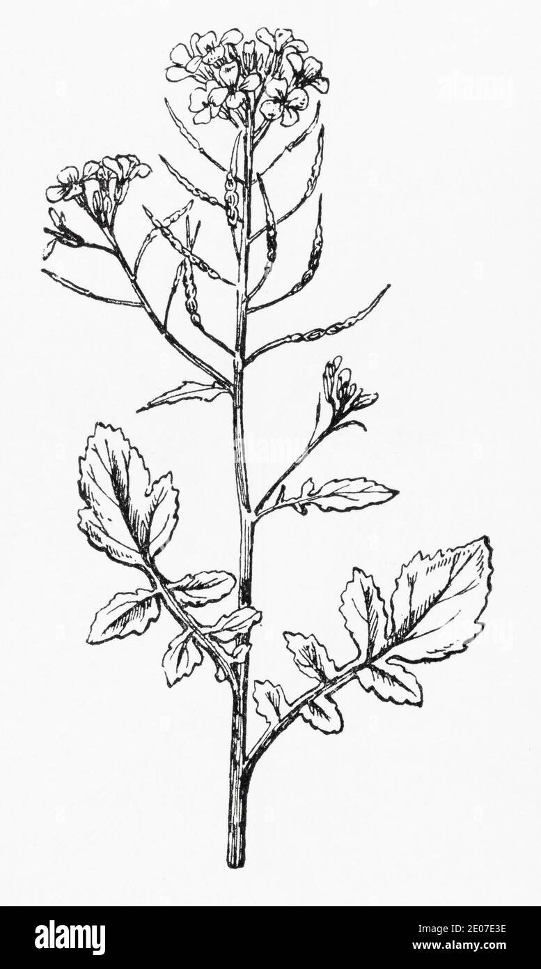 Old botanical illustration engraving of Wild Radish / Raphanus raphanistrum. Traditional medicinal herbal plant. See Notes Stock Photo