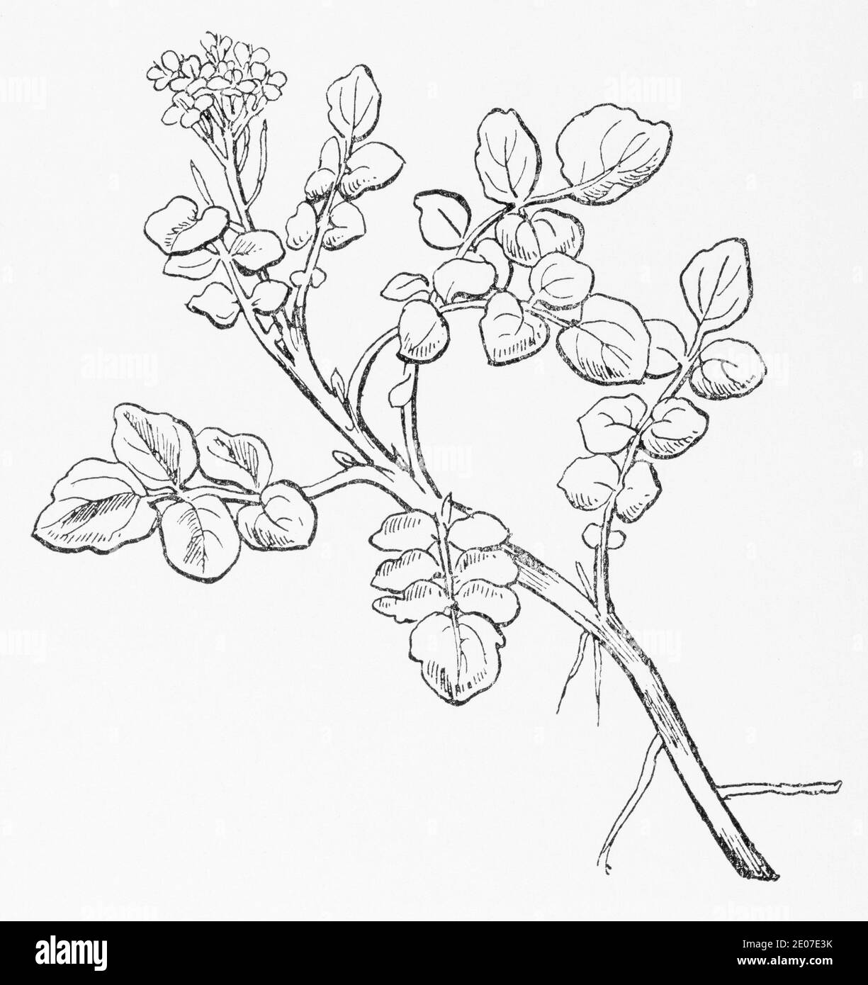Old botanical illustration engraving of Watercress / Nasturtium officinale, Sisymbrium nasturtium. Traditional medicinal herbal plant. See Notes Stock Photo