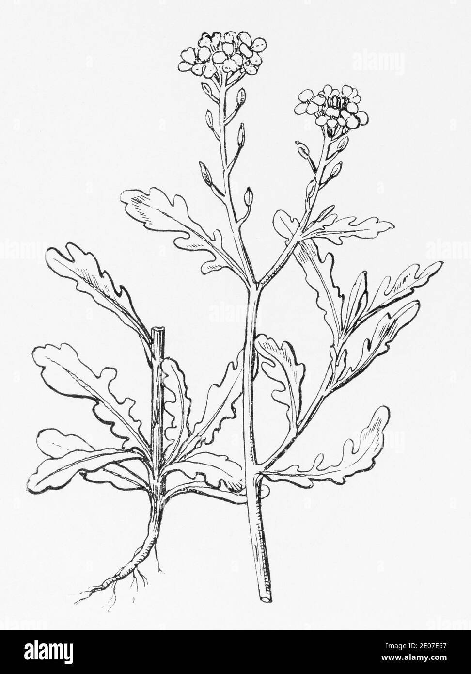 Old botanical illustration engraving of Purple Sea Rocket, Sea-Rocket / Cakile maritima. Traditional medicinal herbal plant. See Notes Stock Photo
