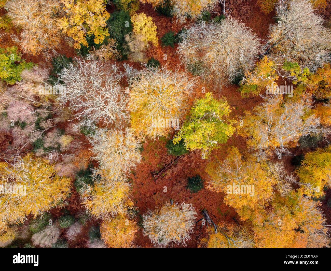 New Forest autumn woodland colours from the air, Hampshire, England Stock Photo