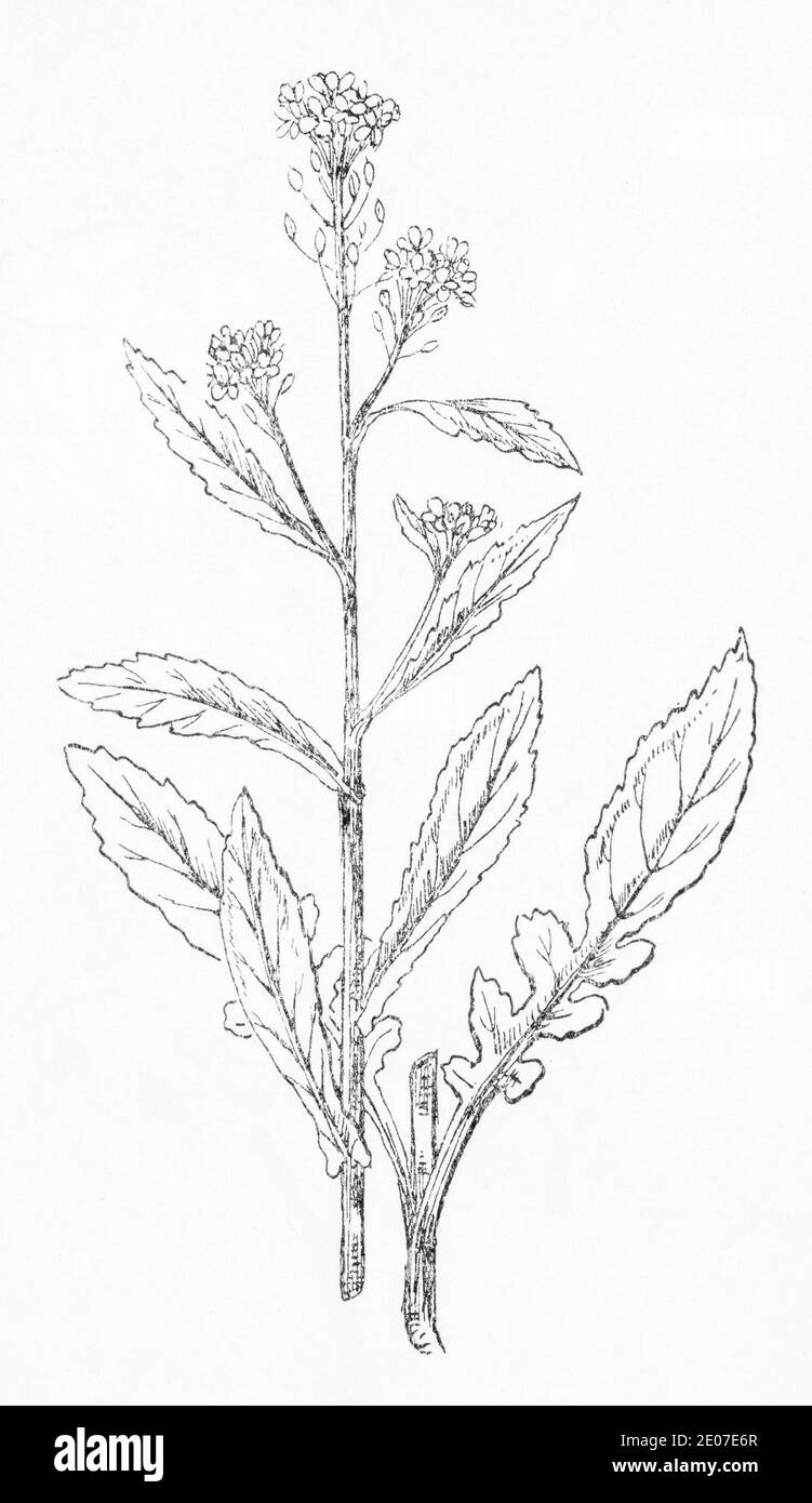 Old botanical illustration engraving of Great Yellow Cress / Rorippa amphibia, Nasturtium amphibium. See Notes Stock Photo
