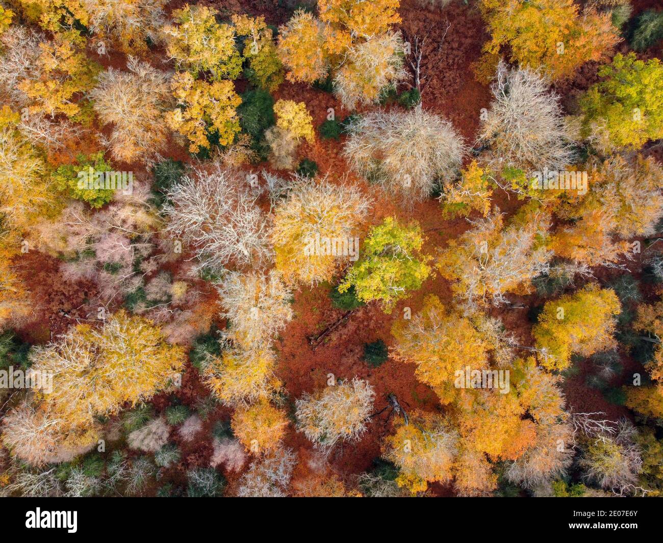 New Forest autumn woodland colours from the air, Hampshire, England Stock Photo