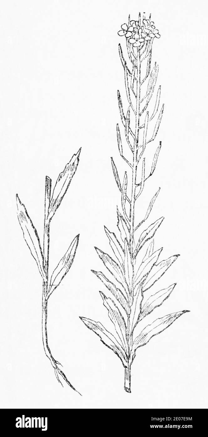 Old botanical illustration engraving of Treacle Hedge Mustard, Treacle Mustard / Erysimum cheiranthoides. Traditional medicinal herbal plant. See Note Stock Photo