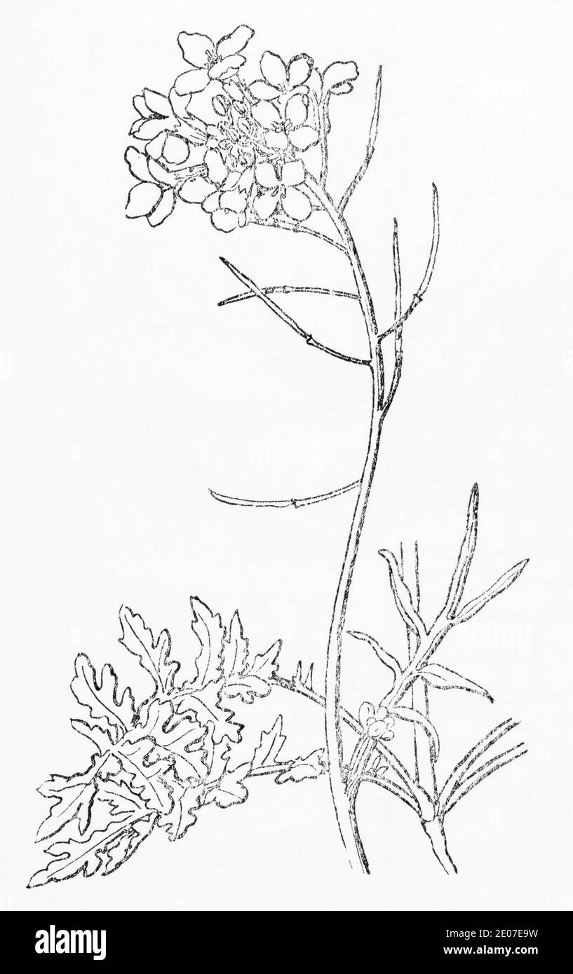 Old botanical illustration engraving of Isle of Man Cabbage / Coincya monensis, Brassica monensis. See Notes Stock Photo