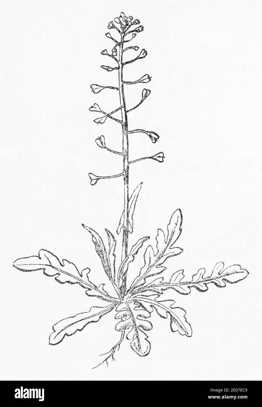 Old botanical illustration engraving of Shepherd's Purse / Capsella bursa-pastoris. Traditional medicinal herbal plant. See Notes Stock Photo