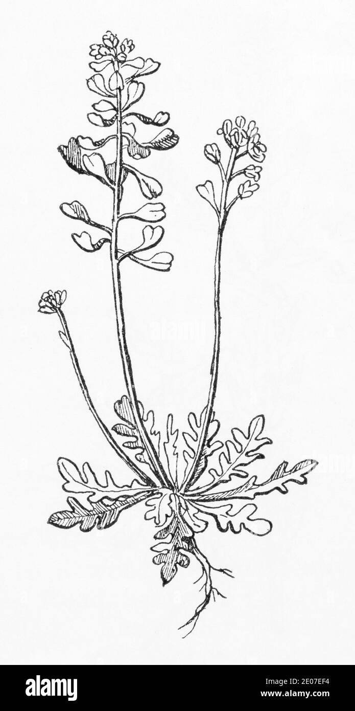 Old botanical illustration engraving of Shepherd's Cress / Teesdalia nudicaulis. Traditional medicinal herbal plant. See Notes Stock Photo