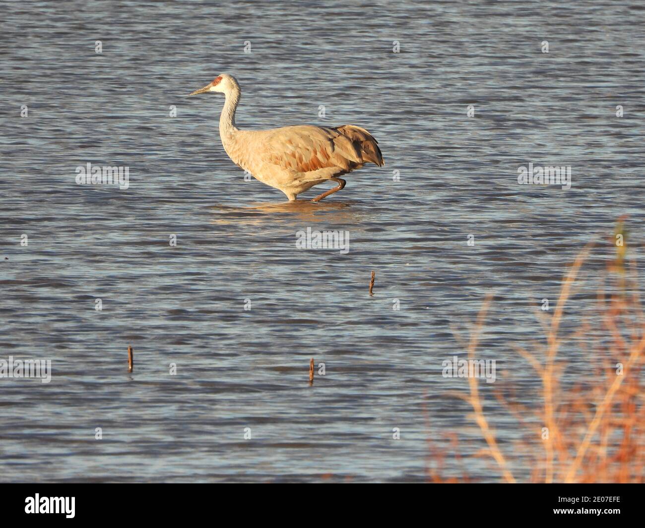 Sandhill Cranes at Whitewater Draw P1000 Stock Photo Alamy