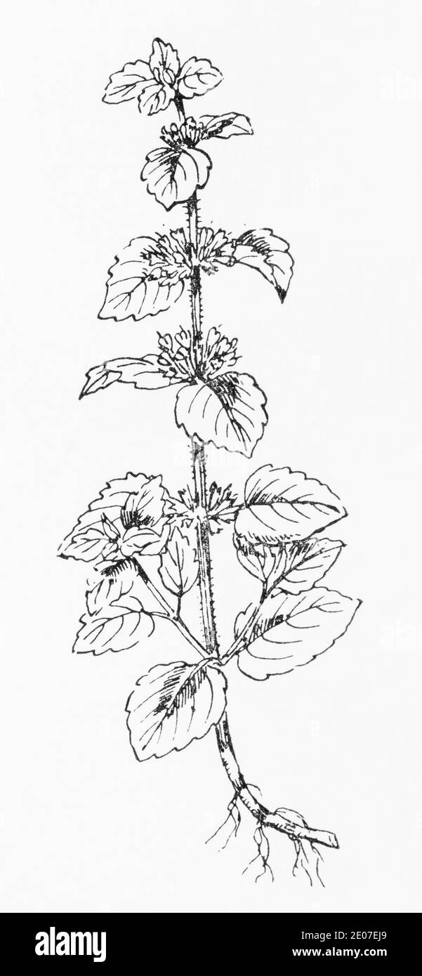 Old botanical illustration engraving of Red-veined Mint / Mentha rubra. See Notes Stock Photo