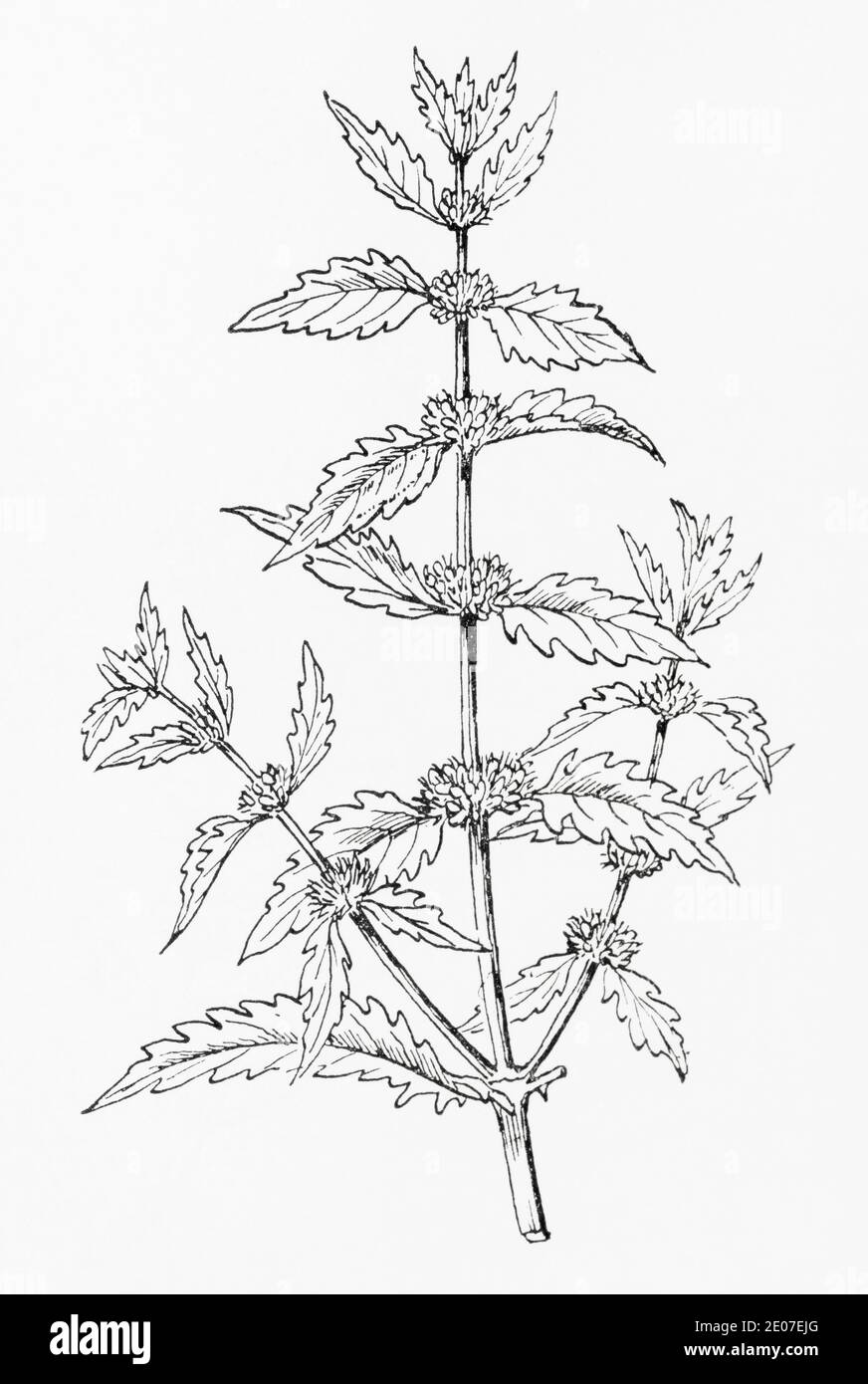 Old botanical illustration engraving of Gypsywort / Lycopus europaeus. Traditional medicinal herbal plant. See Notes Stock Photo