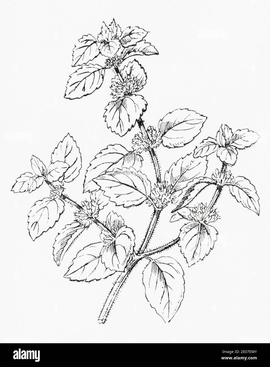 Old botanical illustration engraving of Corn Mint / Mentha arvensis. Traditional medicinal herbal plant. See Notes Stock Photo