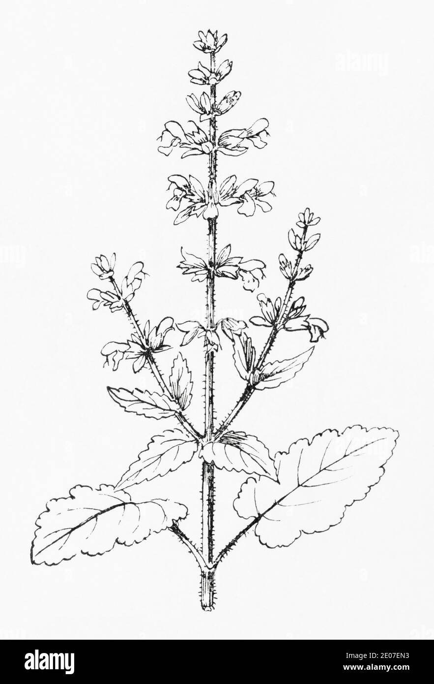 Old botanical illustration engraving of English Clary / Salvia verbenaca. Traditional medicinal herbal plant. See Notes Stock Photo